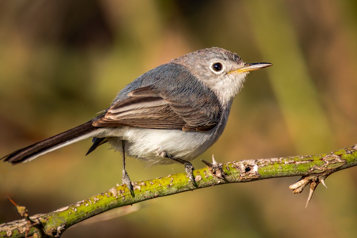 Blue-gray Gnatcatcher - ML623909547