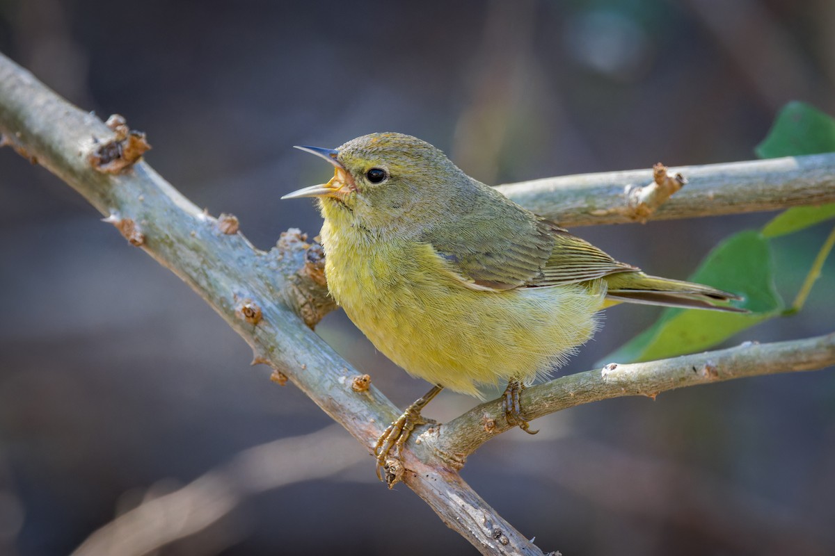 Orange-crowned Warbler - Steve Franklin