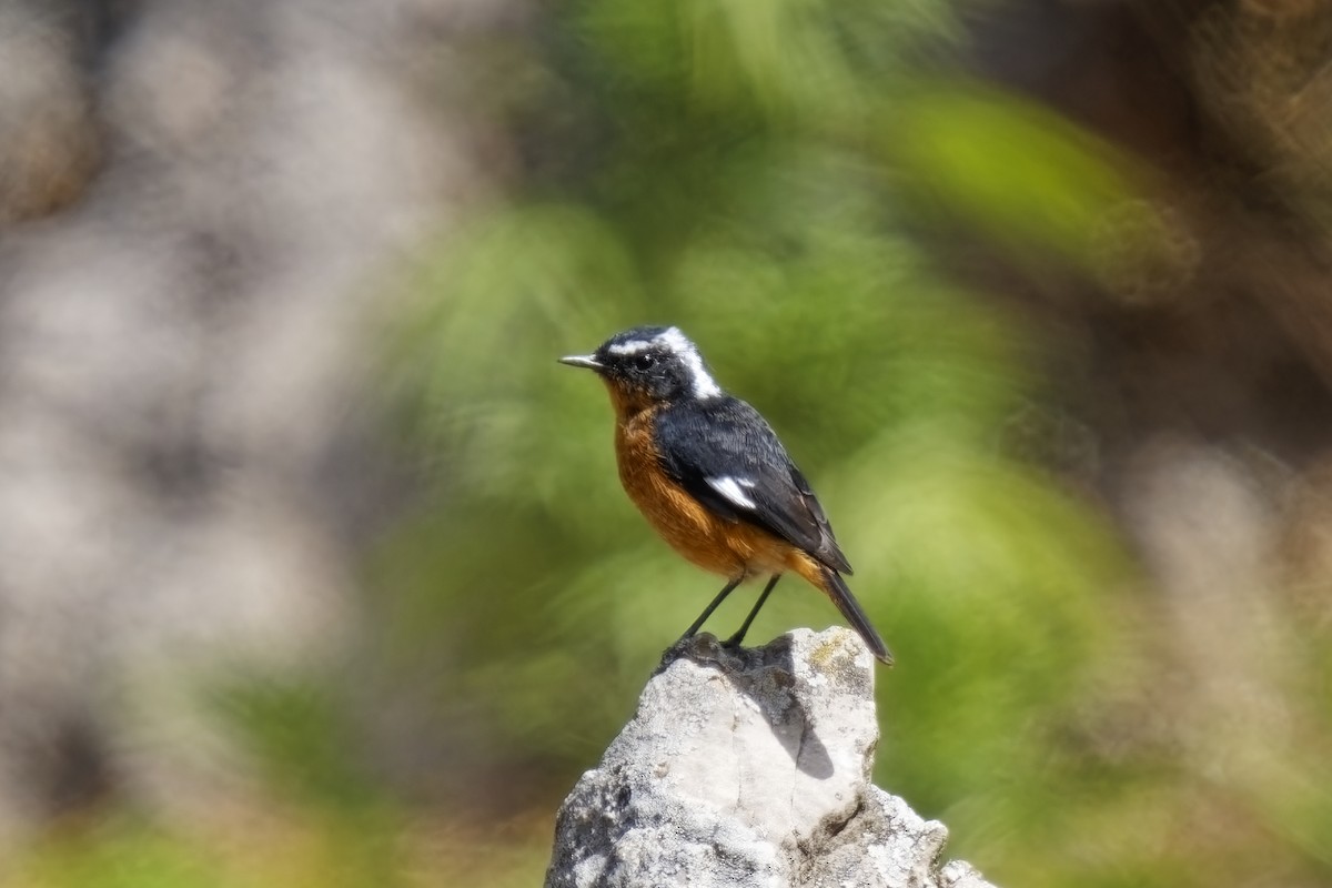 Moussier's Redstart - ML623909614