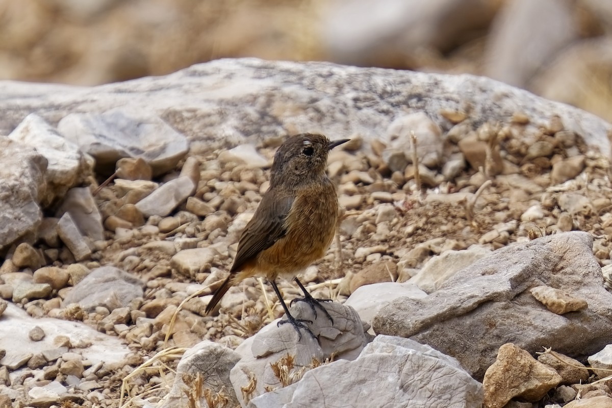 Moussier's Redstart - ML623909615