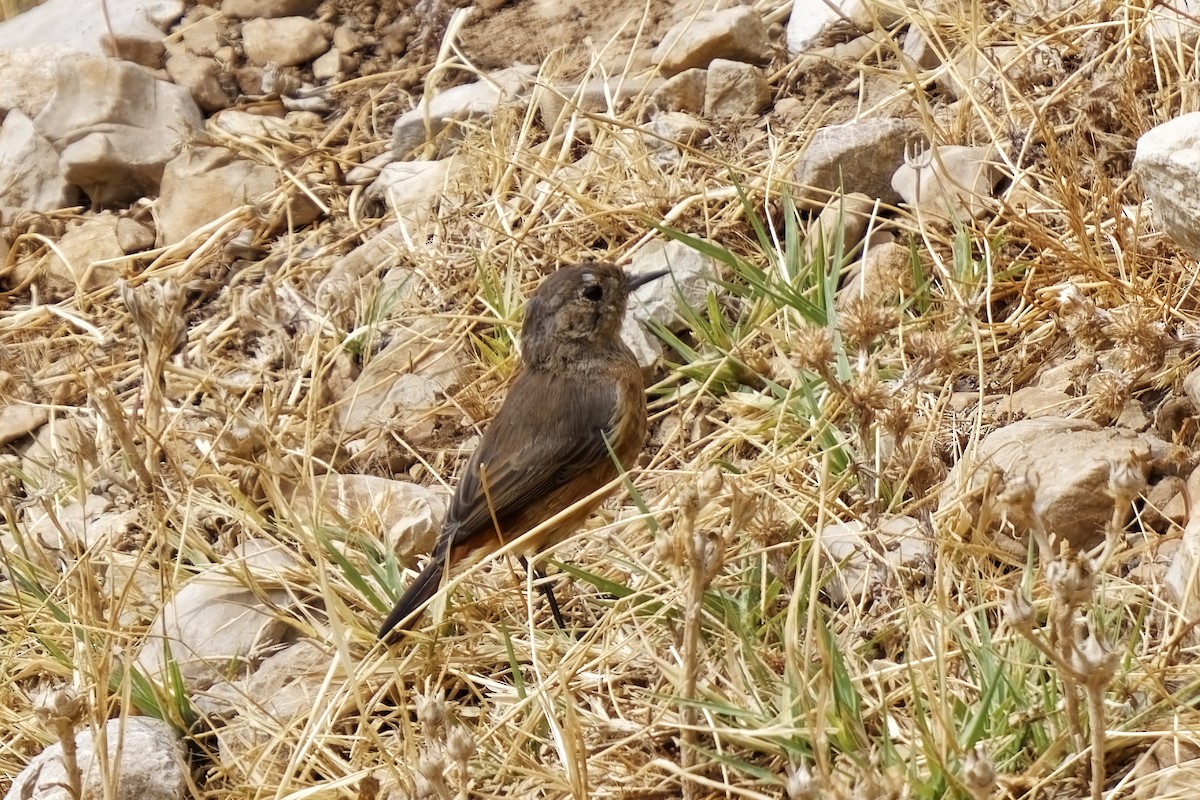 Moussier's Redstart - ML623909616