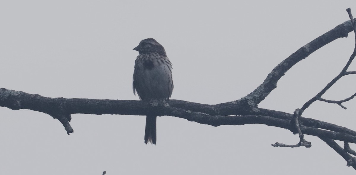 Song Sparrow - ML623909620