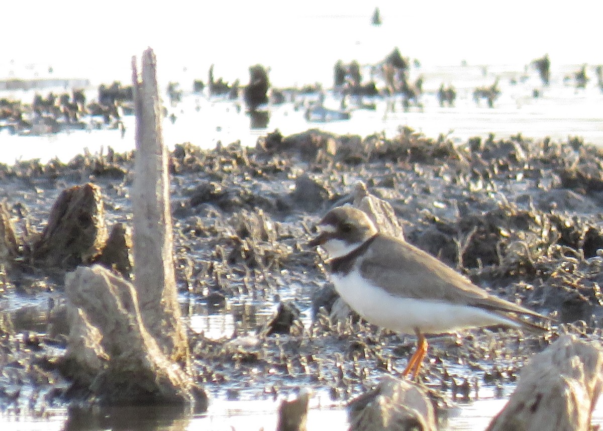 Semipalmated Plover - ML623909626