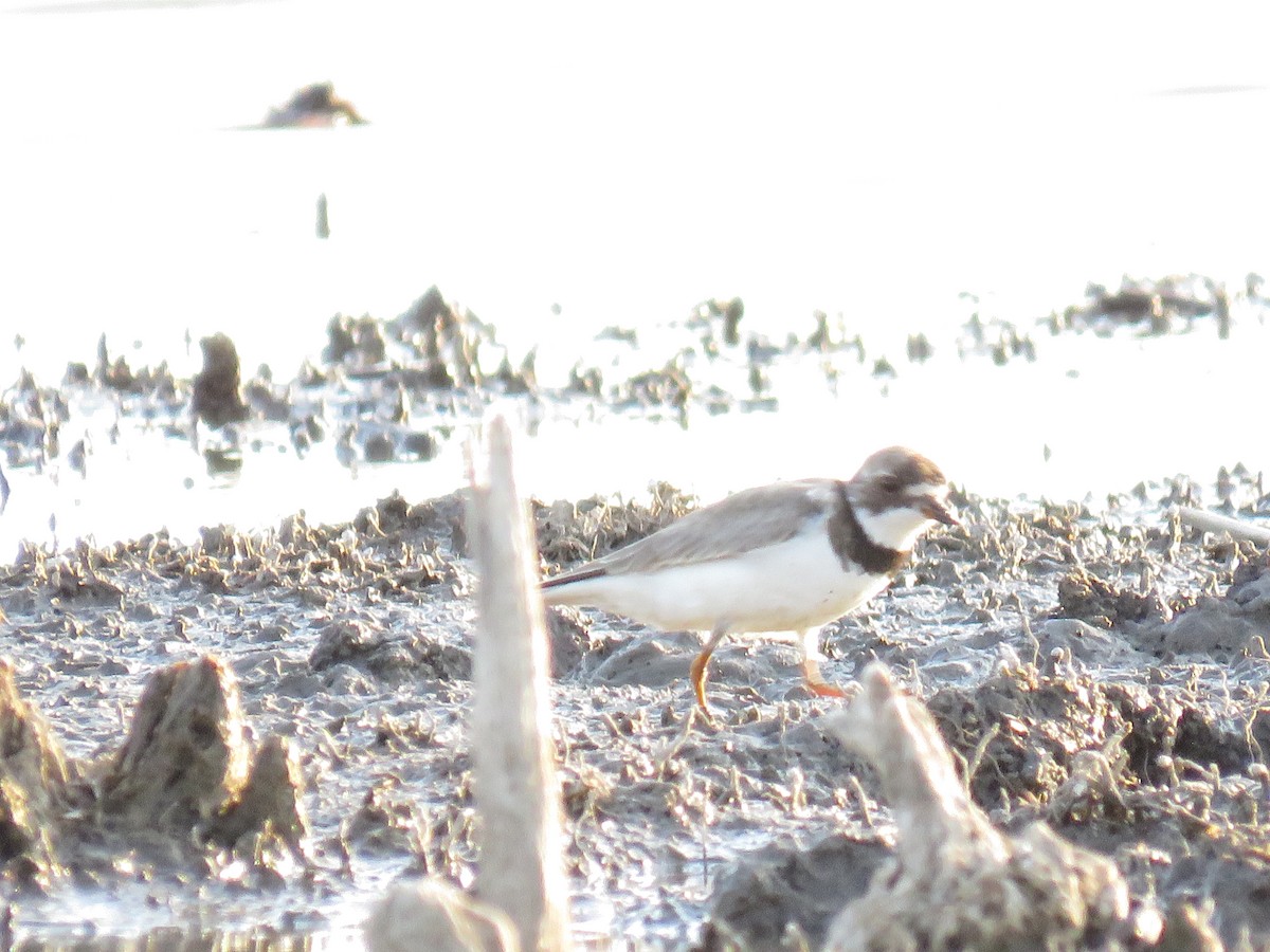 Semipalmated Plover - ML623909627