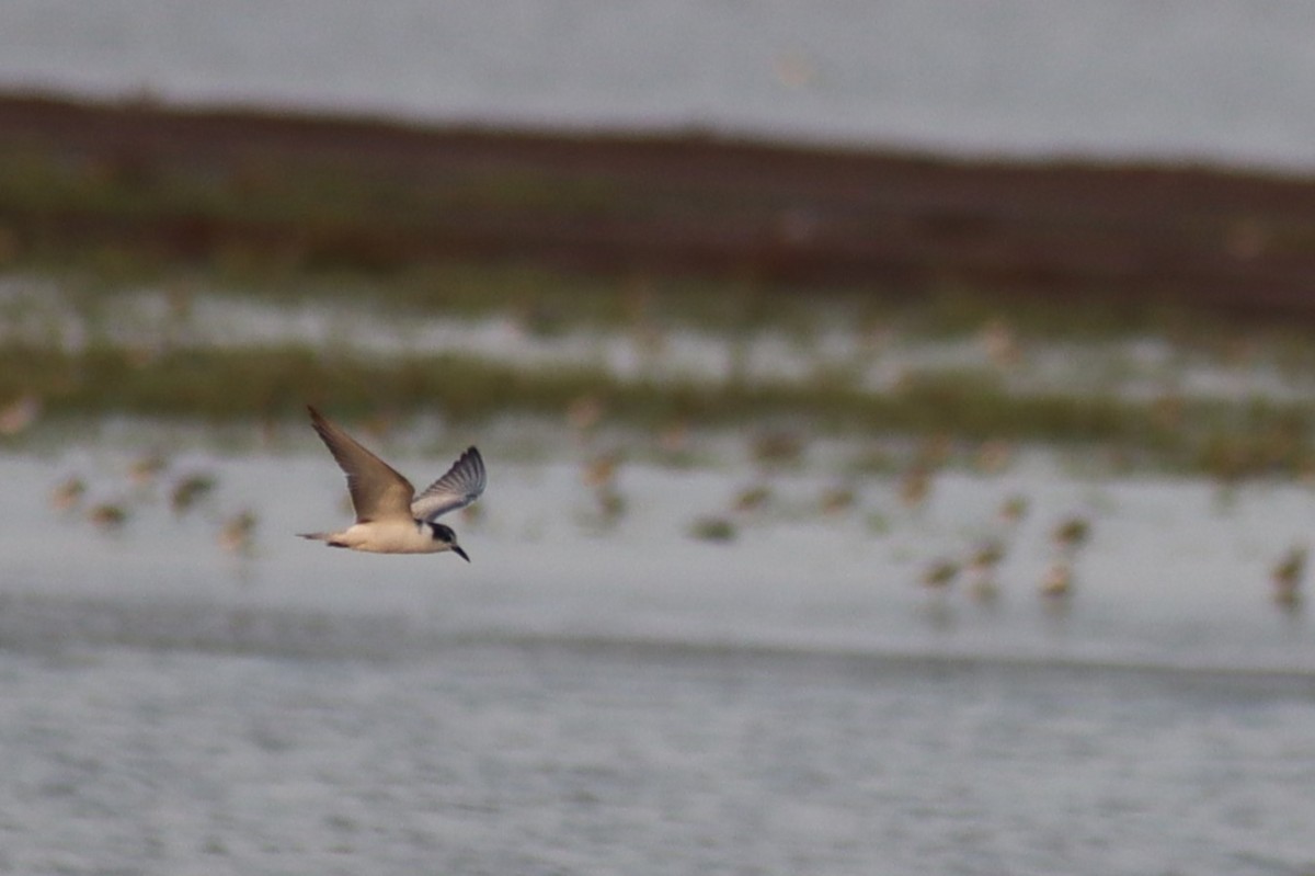 Little Tern - Dharmarajsinh Chudasama