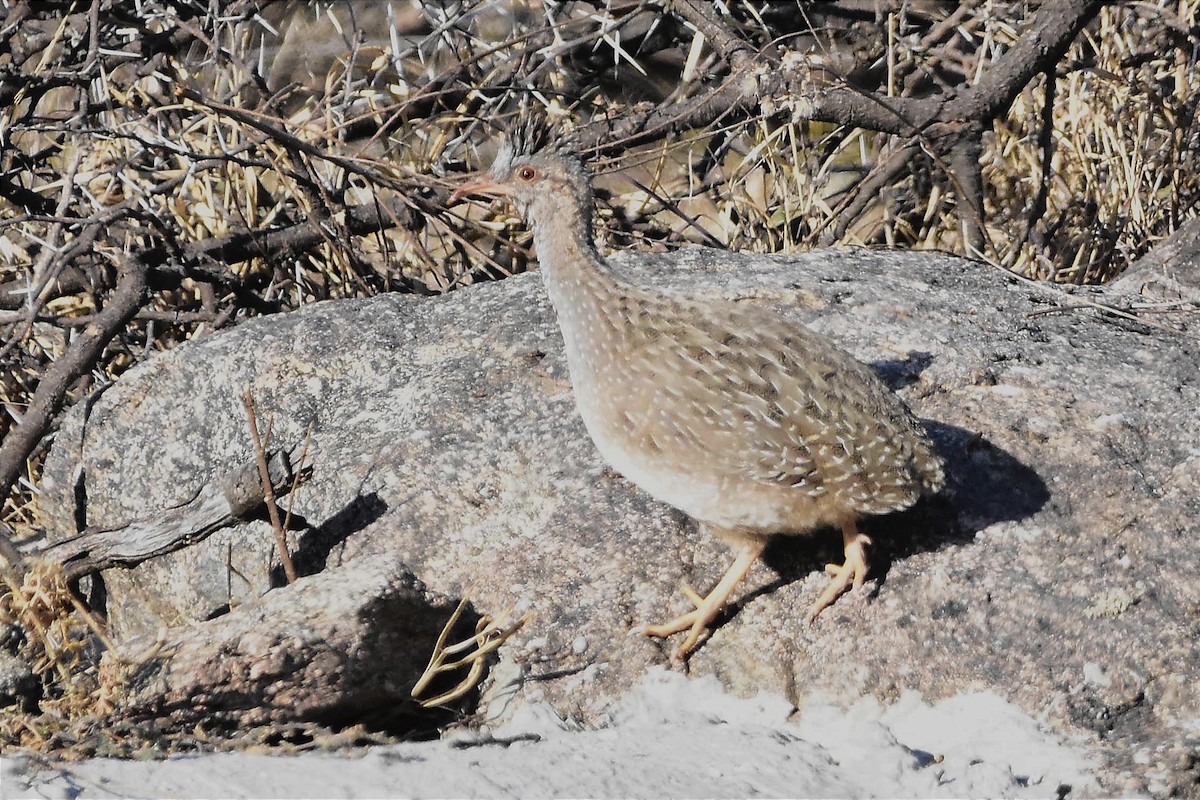 Andean Tinamou - ML623909673