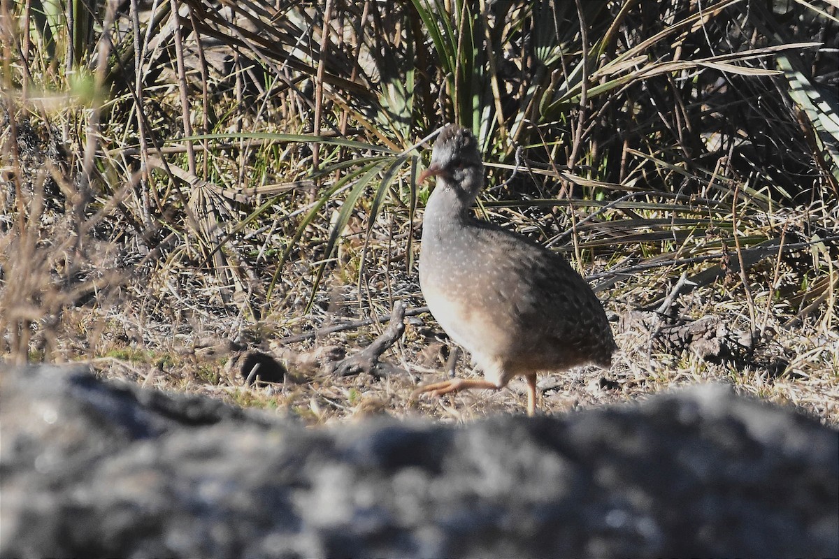 Andean Tinamou - Juan Bardier