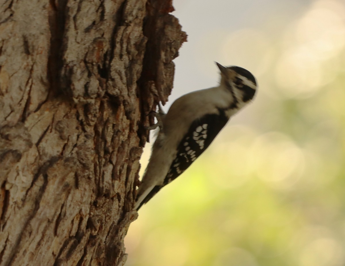 Downy Woodpecker - ML623909685