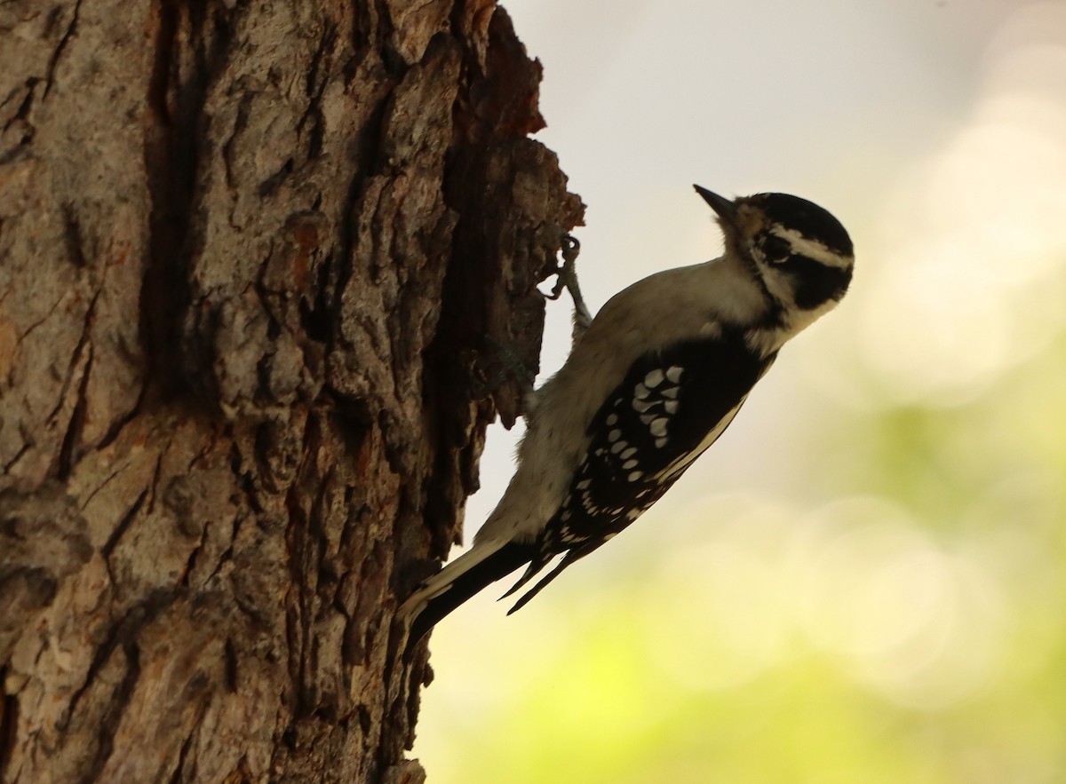 Downy Woodpecker - ML623909686