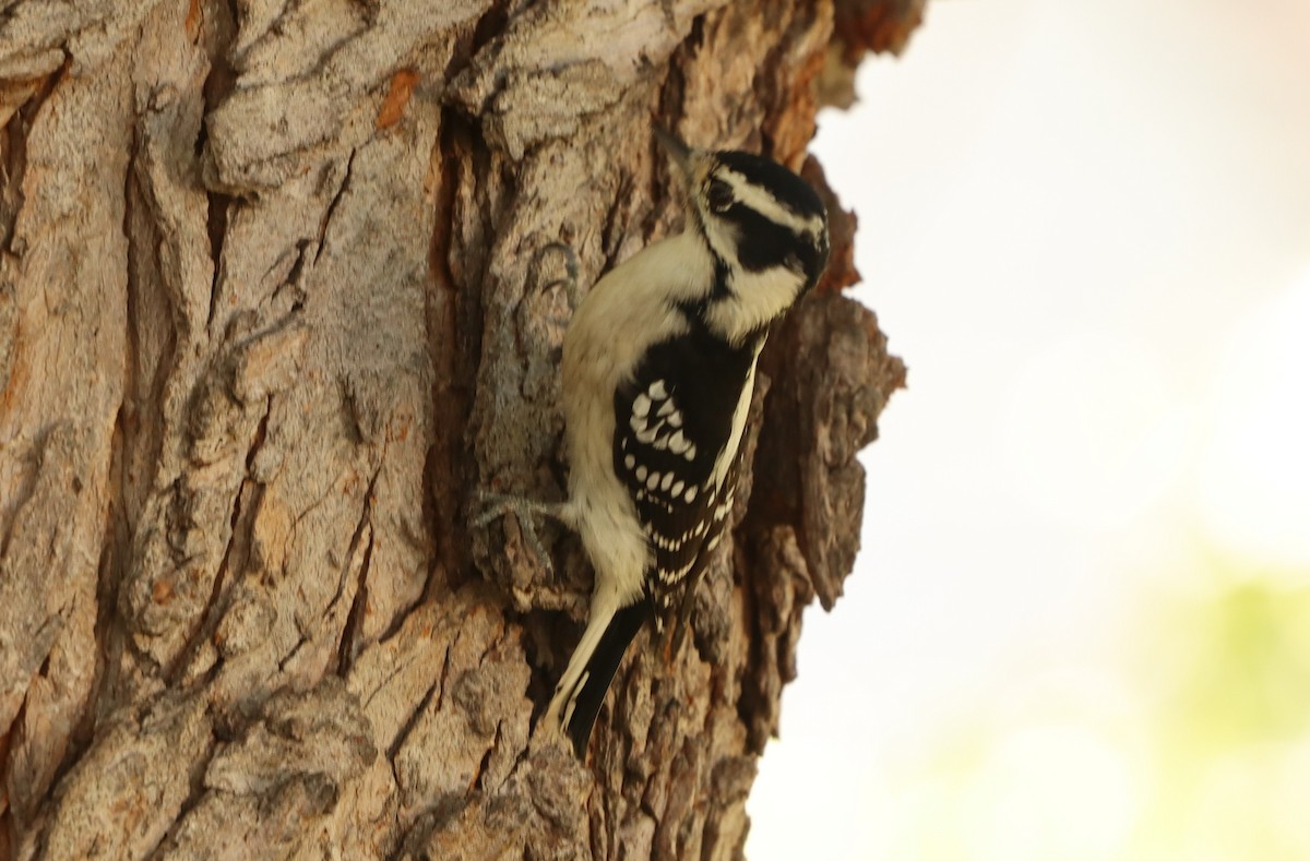 Downy Woodpecker - ML623909687