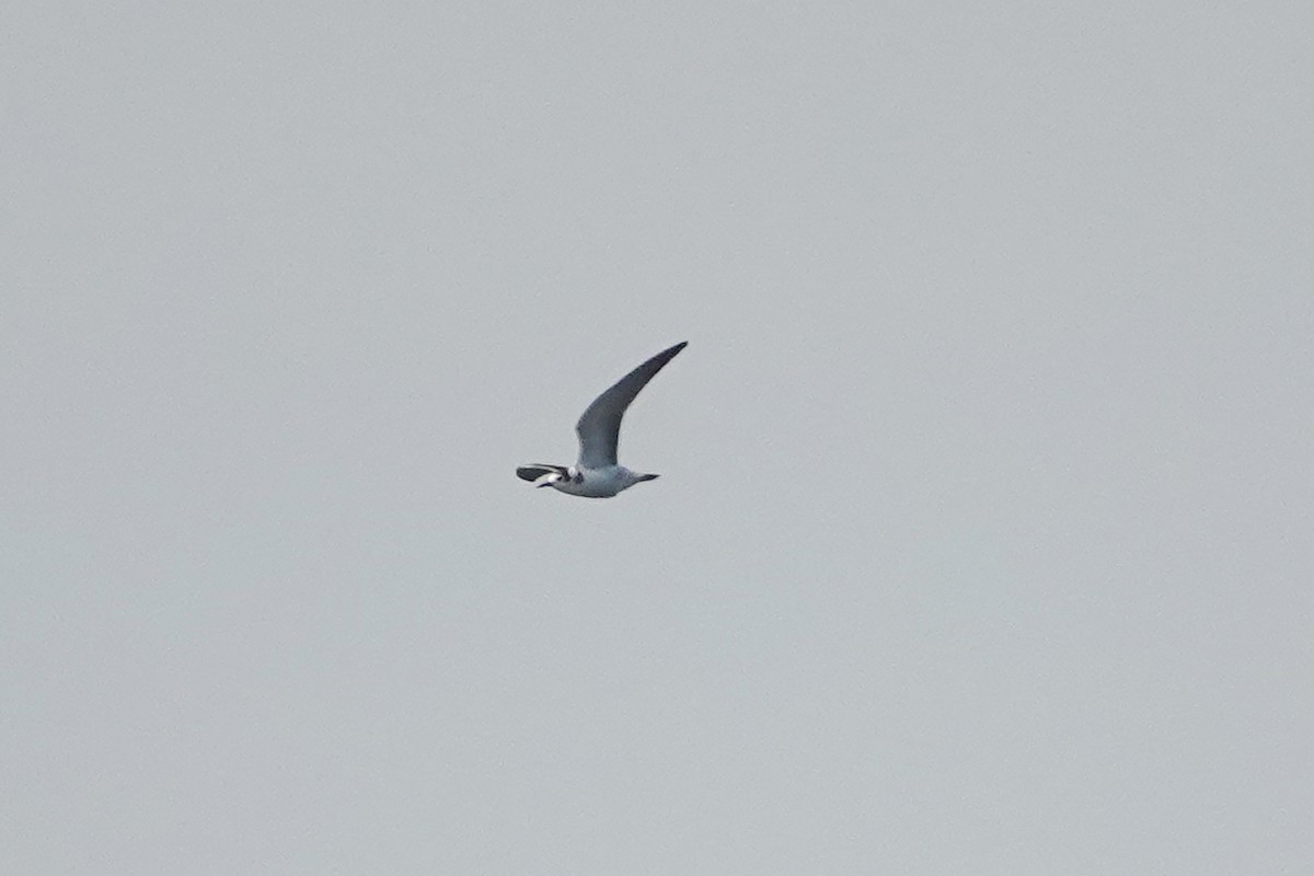 Black Tern - Ray Scally