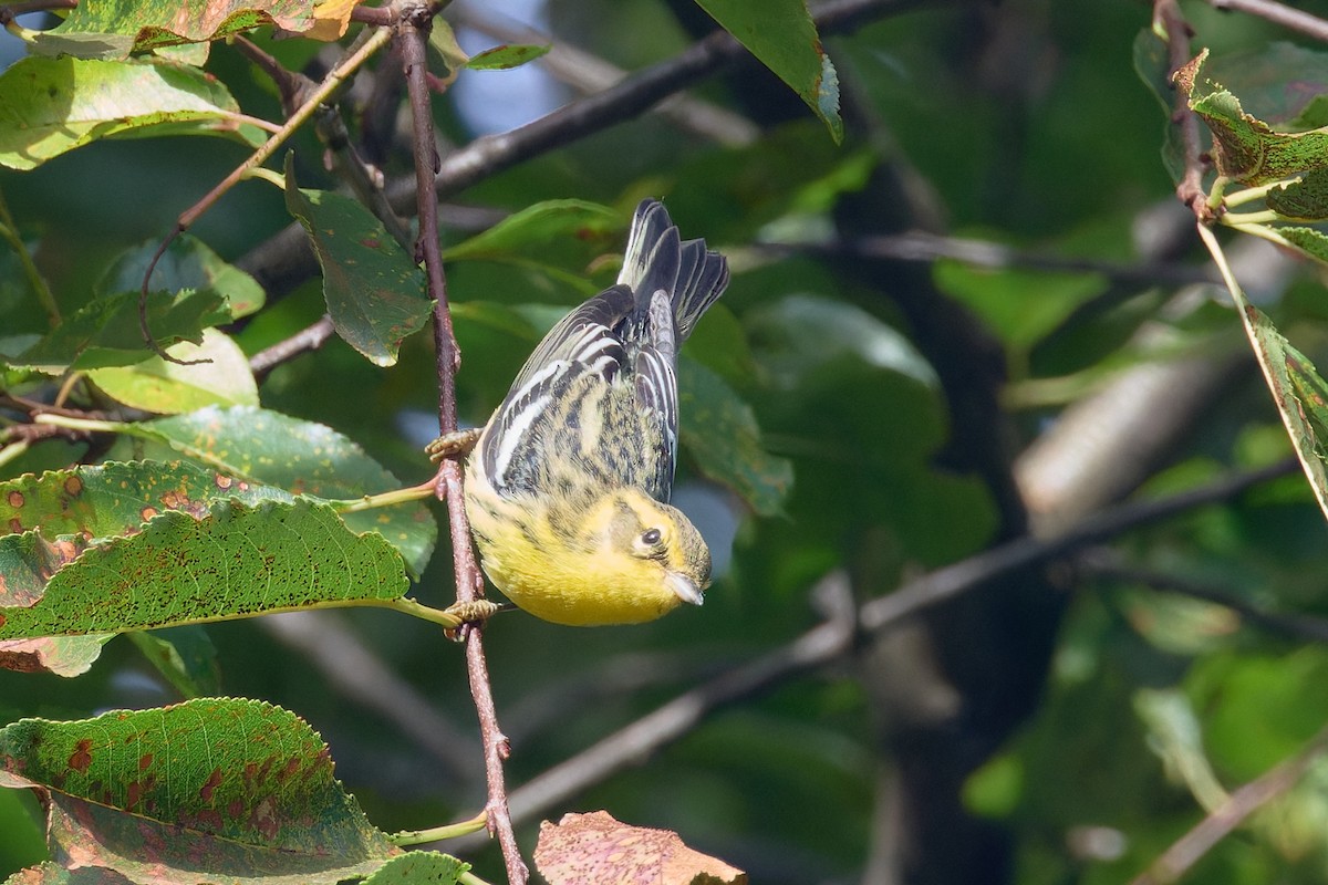 Blackburnian Warbler - ML623909721