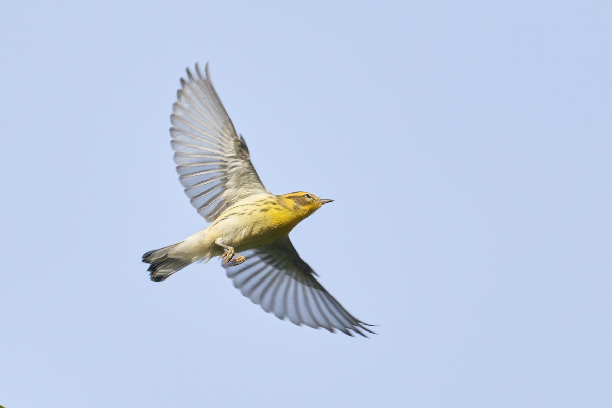 Blackburnian Warbler - ML623909727