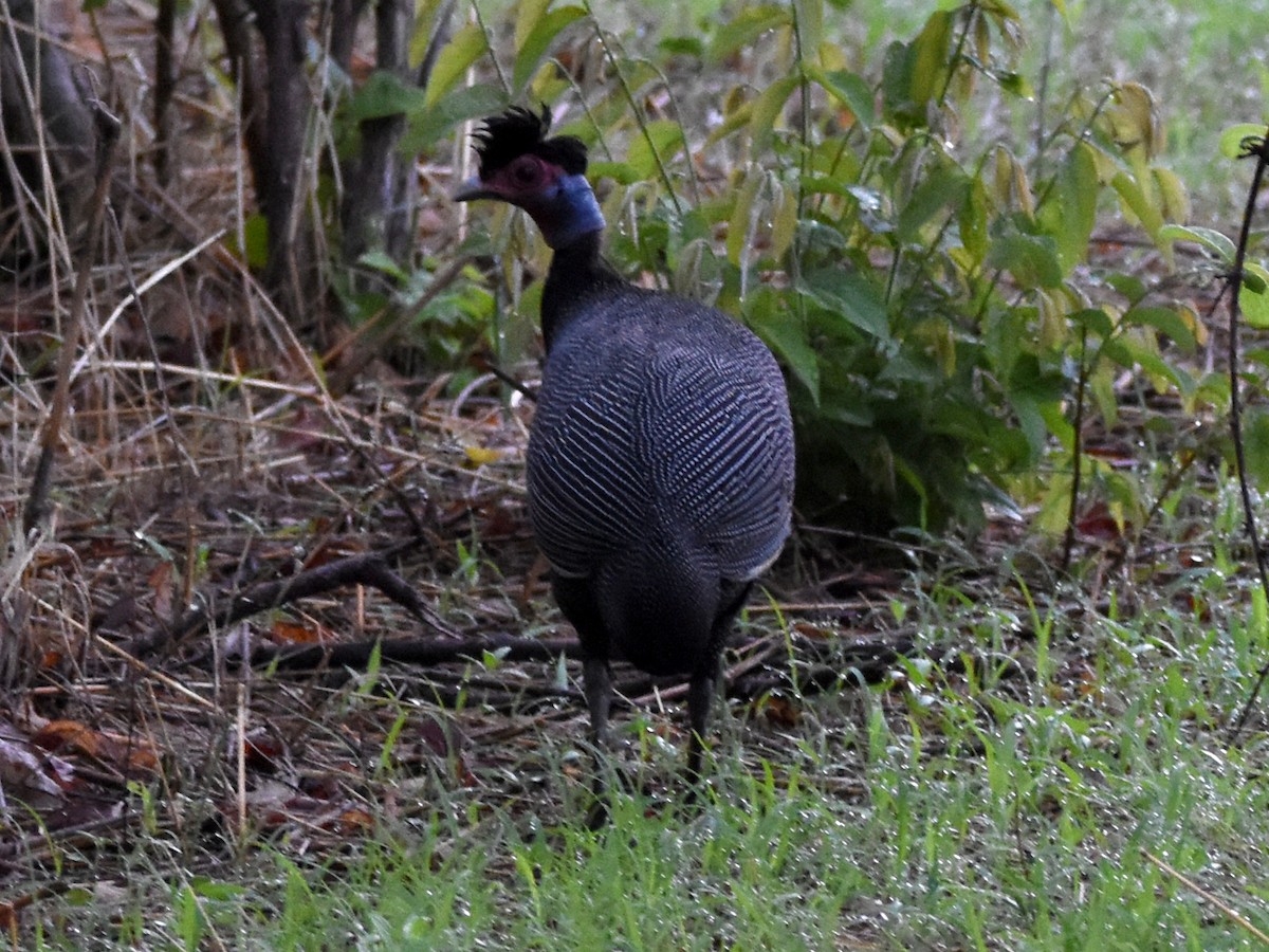 Цесарка чубата - ML623909729
