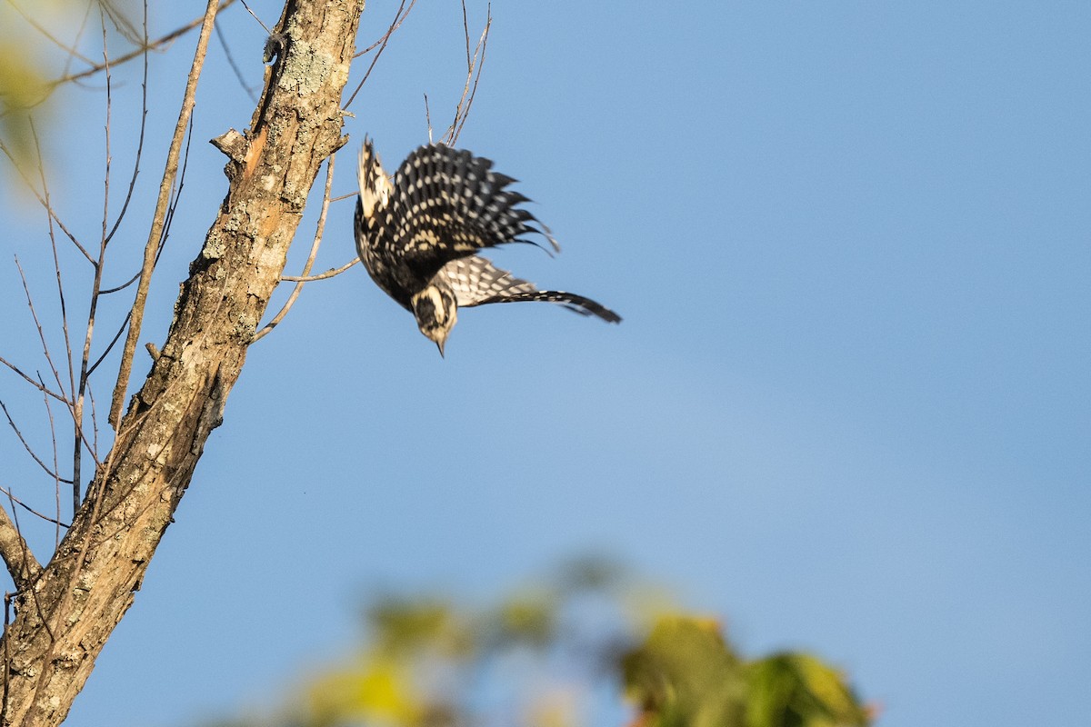 Downy Woodpecker - ML623909742