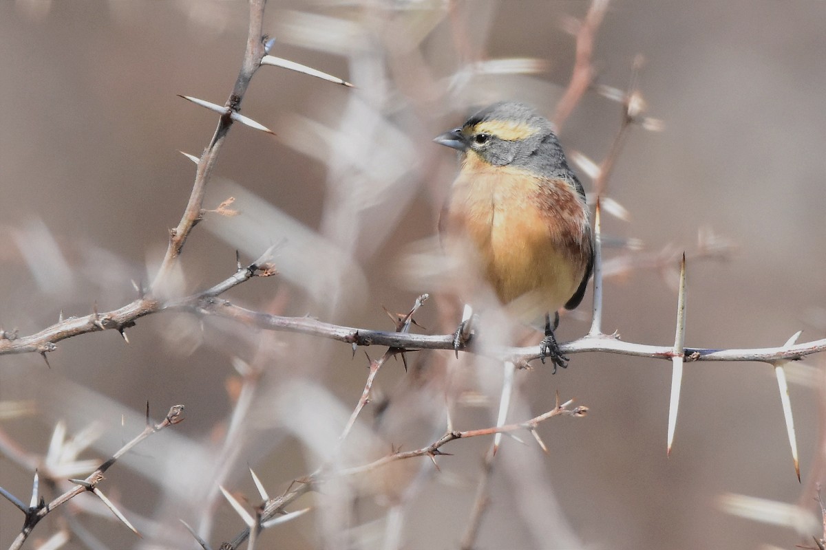 Cinnamon Warbling Finch - ML623909745