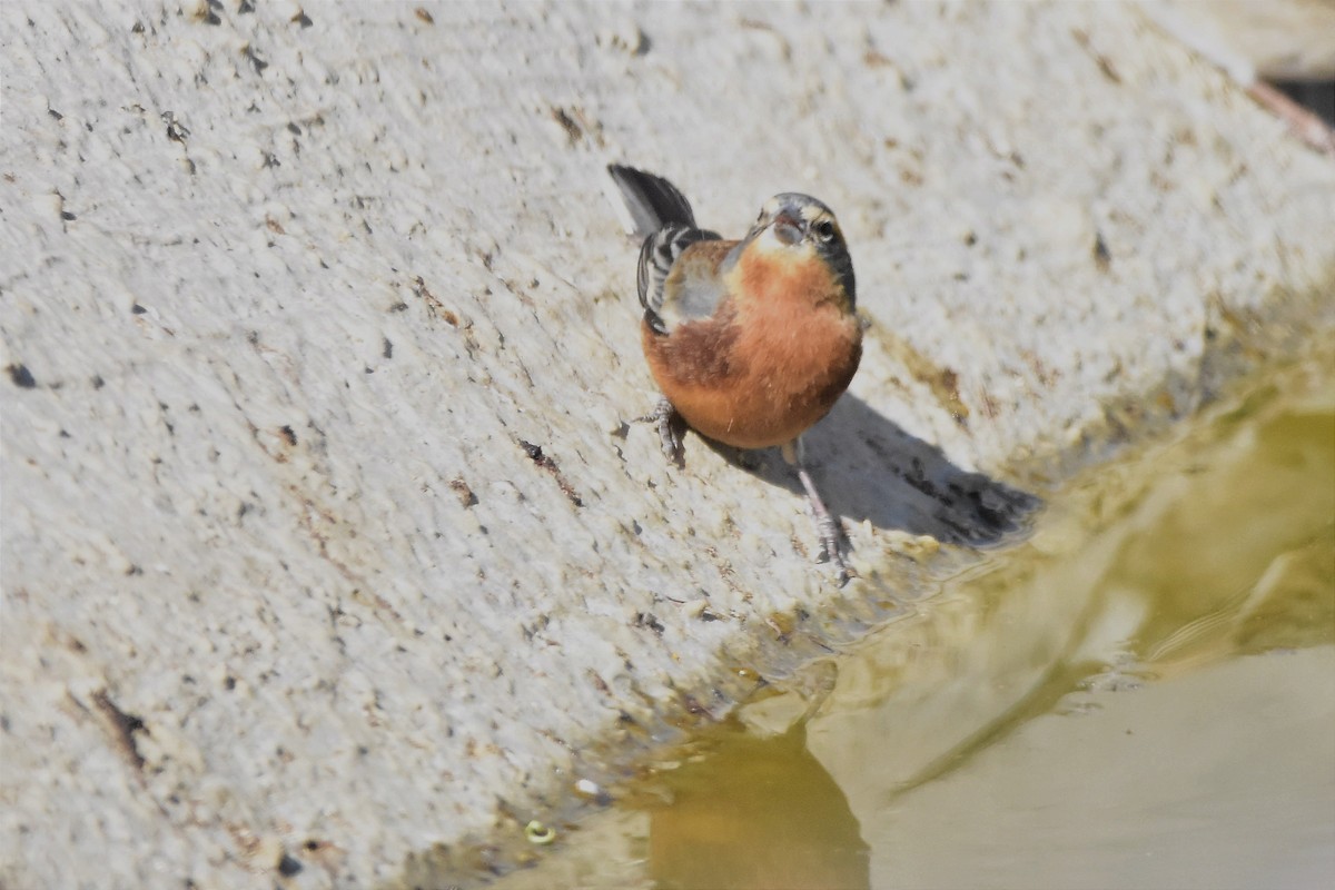 Cinnamon Warbling Finch - ML623909746