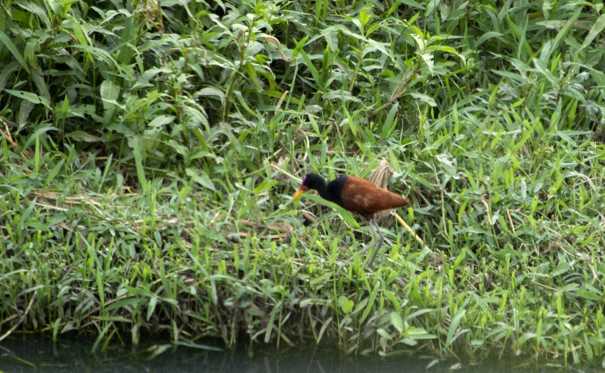 Wattled Jacana (Chestnut-backed) - ML623909772