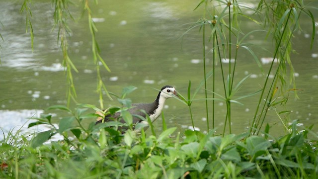 White-breasted Waterhen - ML623909773