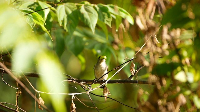 Scarlet-backed Flowerpecker - ML623909776