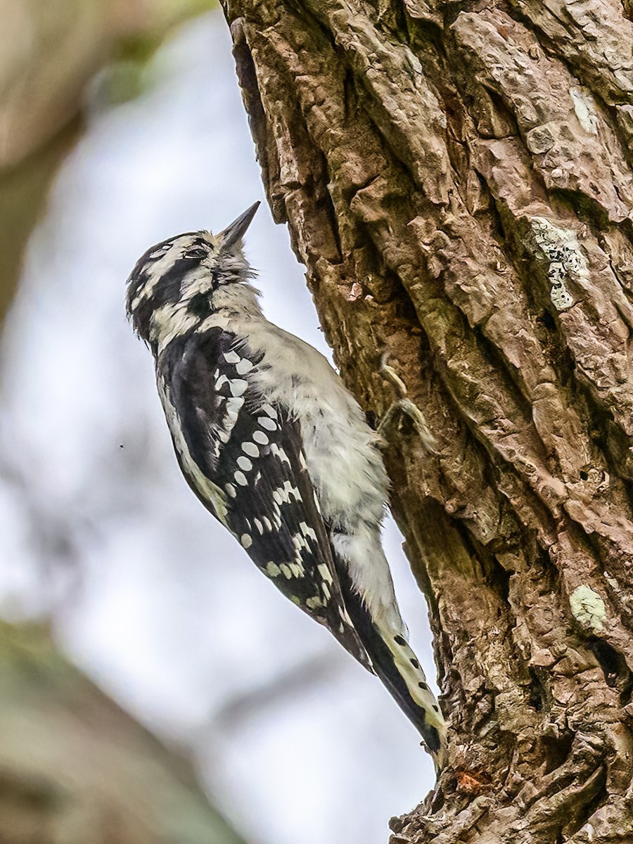 Downy Woodpecker - Clark Johnson