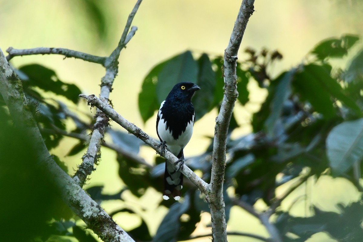 Magpie Tanager - ML623909794