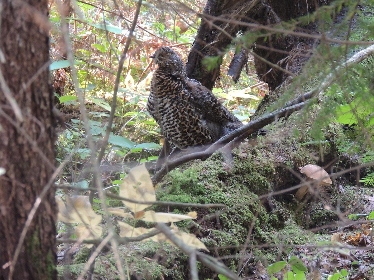 Spruce Grouse - ML623909795