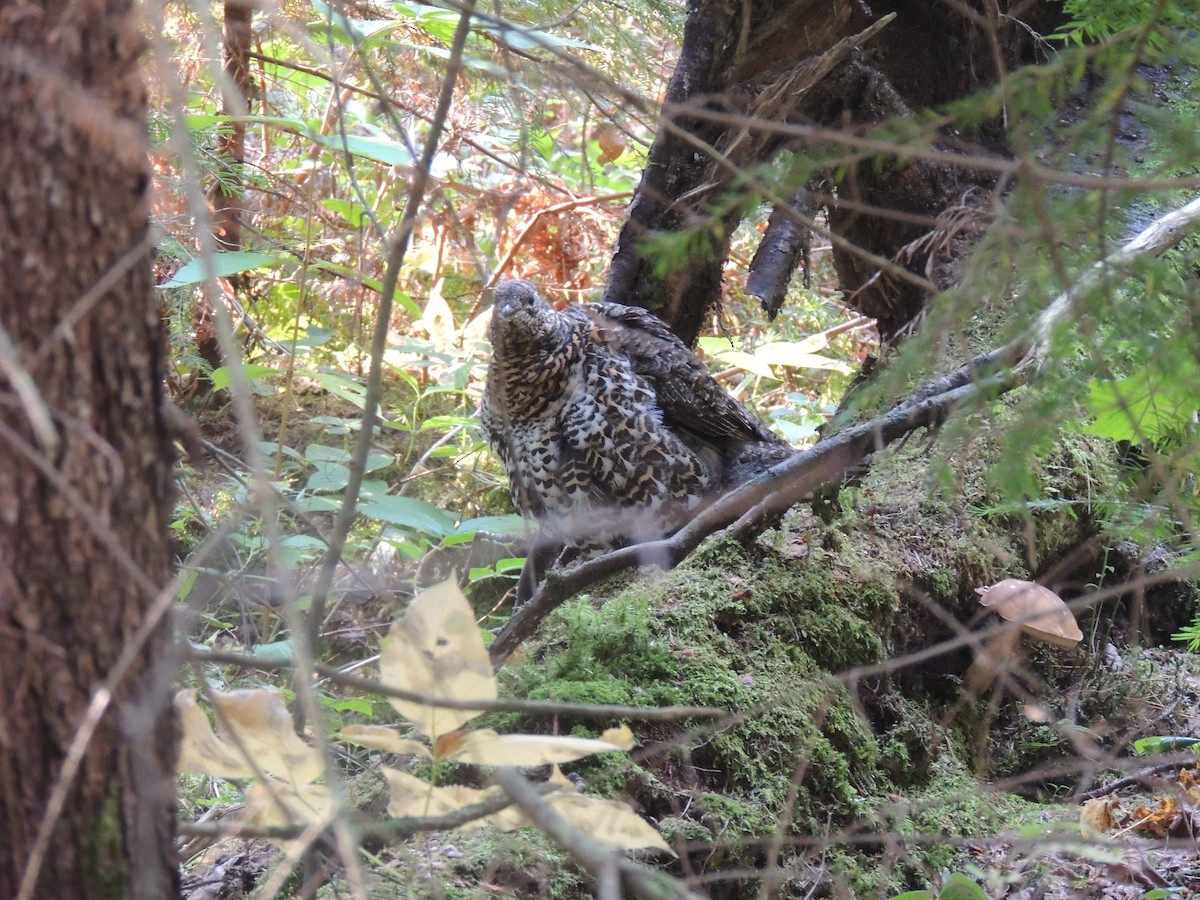 Spruce Grouse - ML623909796