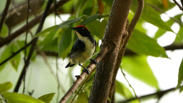 Scarlet-backed Flowerpecker - ML623909806