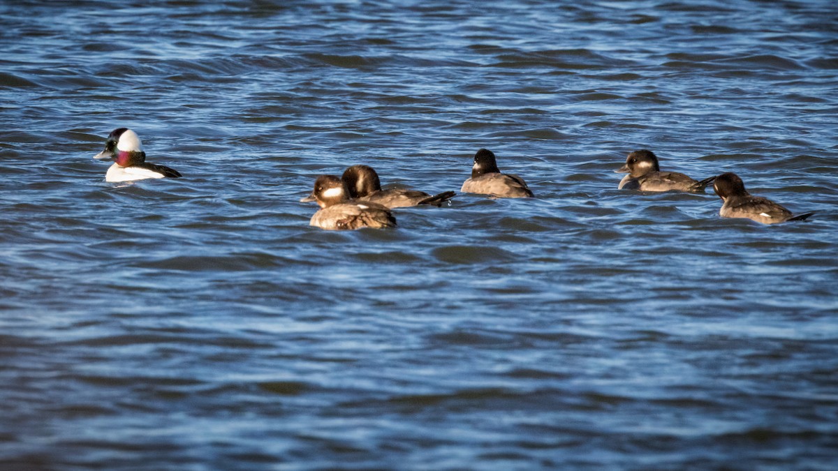 Bufflehead - ML623909811