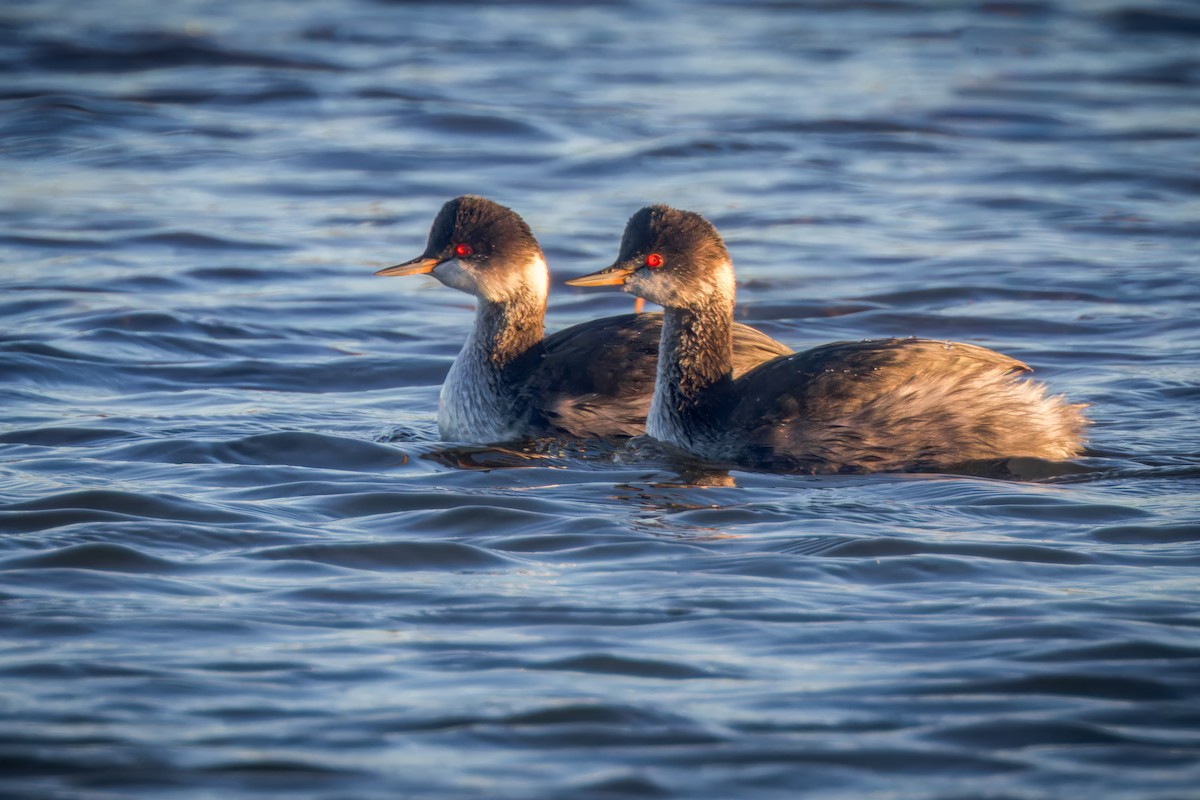 Eared Grebe - ML623909813