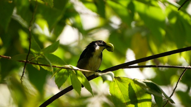 Scarlet-backed Flowerpecker - ML623909815