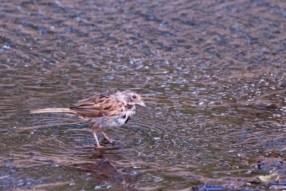 Song Sparrow - ML623909833