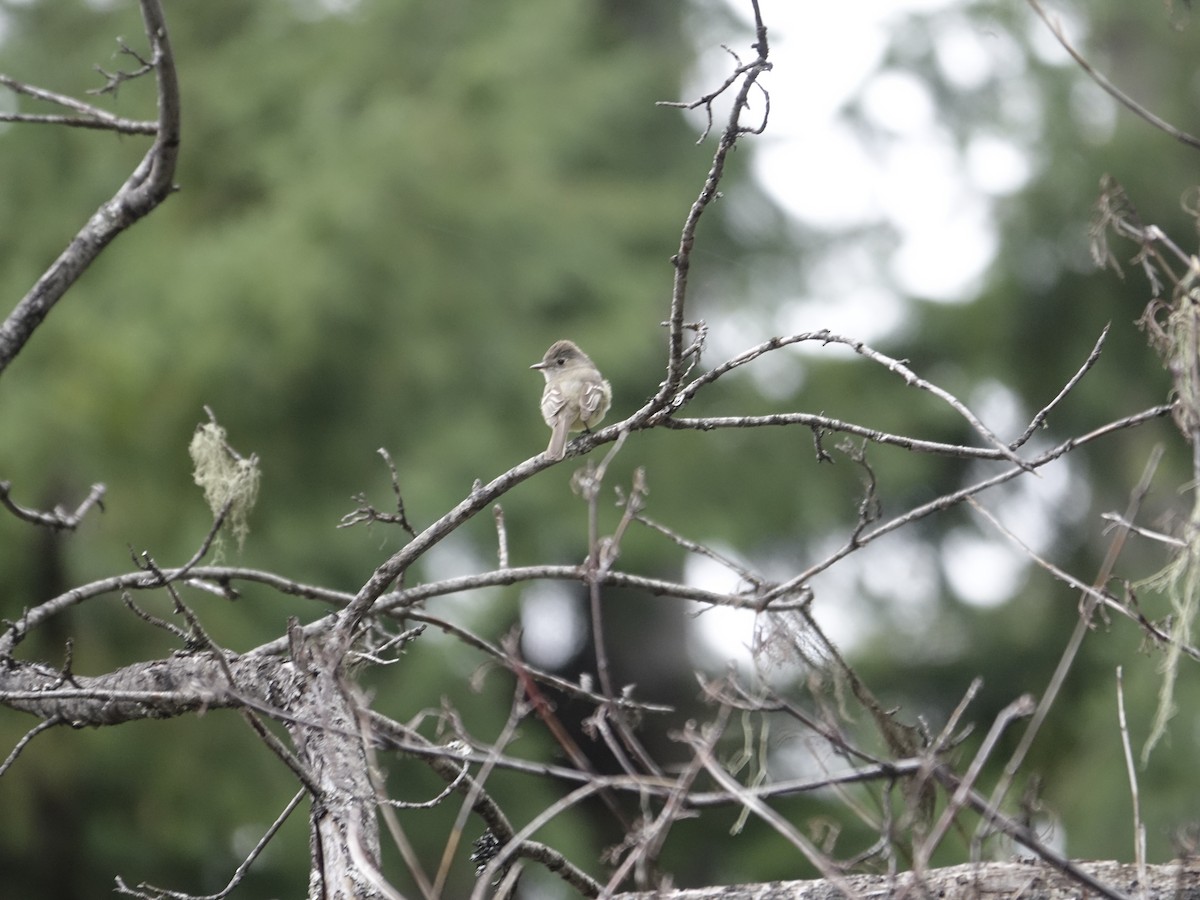 Hammond's/Dusky Flycatcher - ML623909837