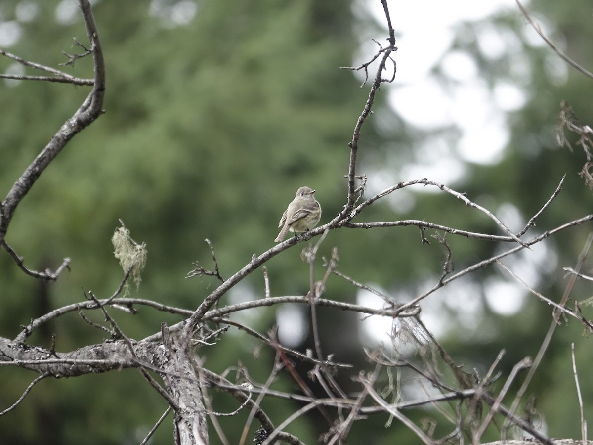 Hammond's/Dusky Flycatcher - ML623909840