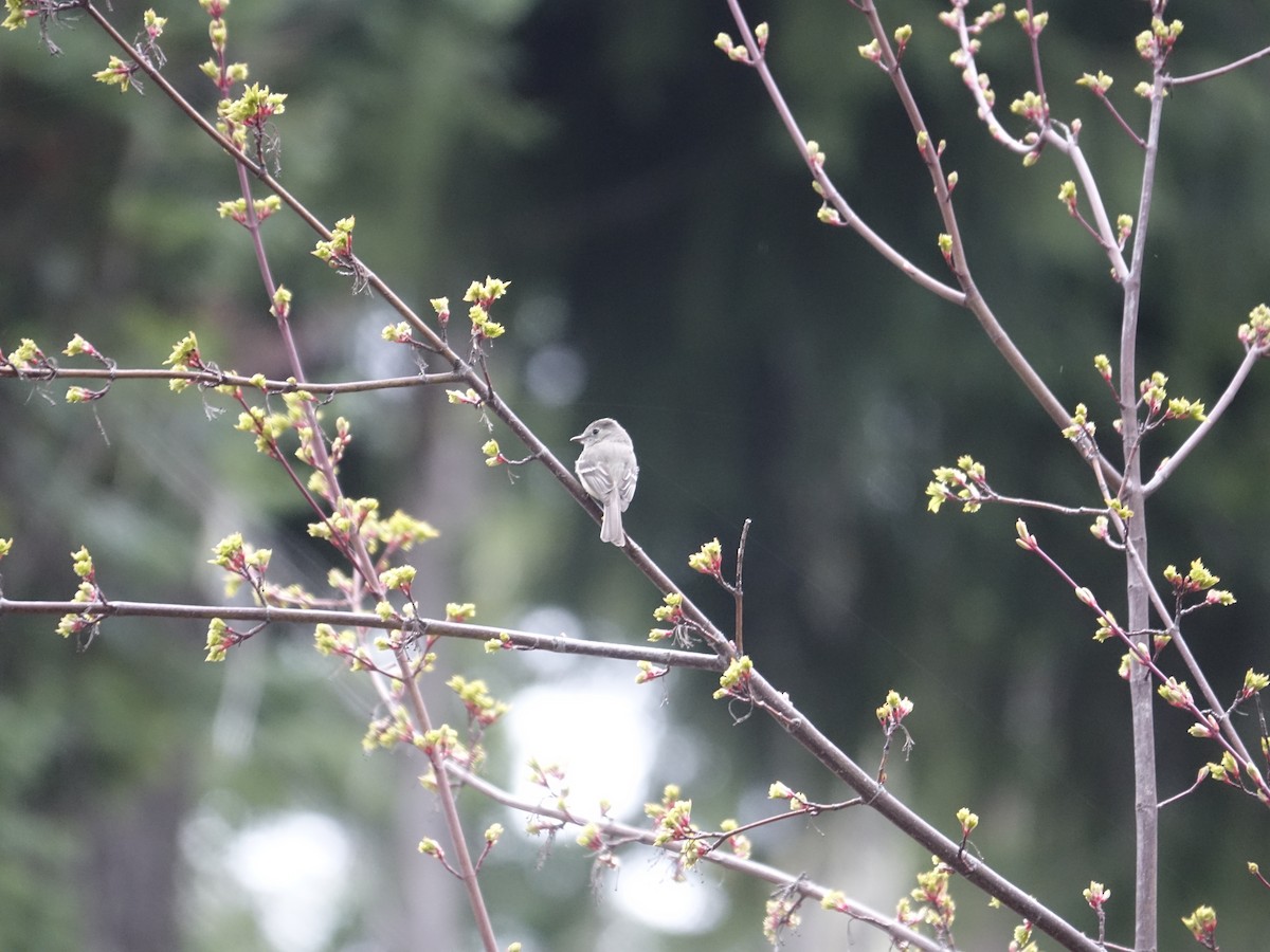 Hammond's/Dusky Flycatcher - ML623909842