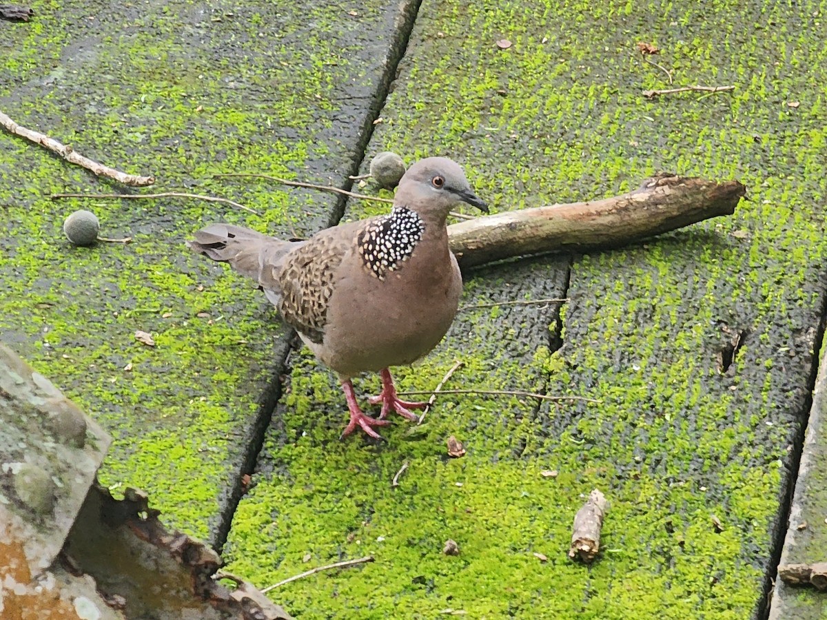 Spotted Dove (Eastern) - Patrick James