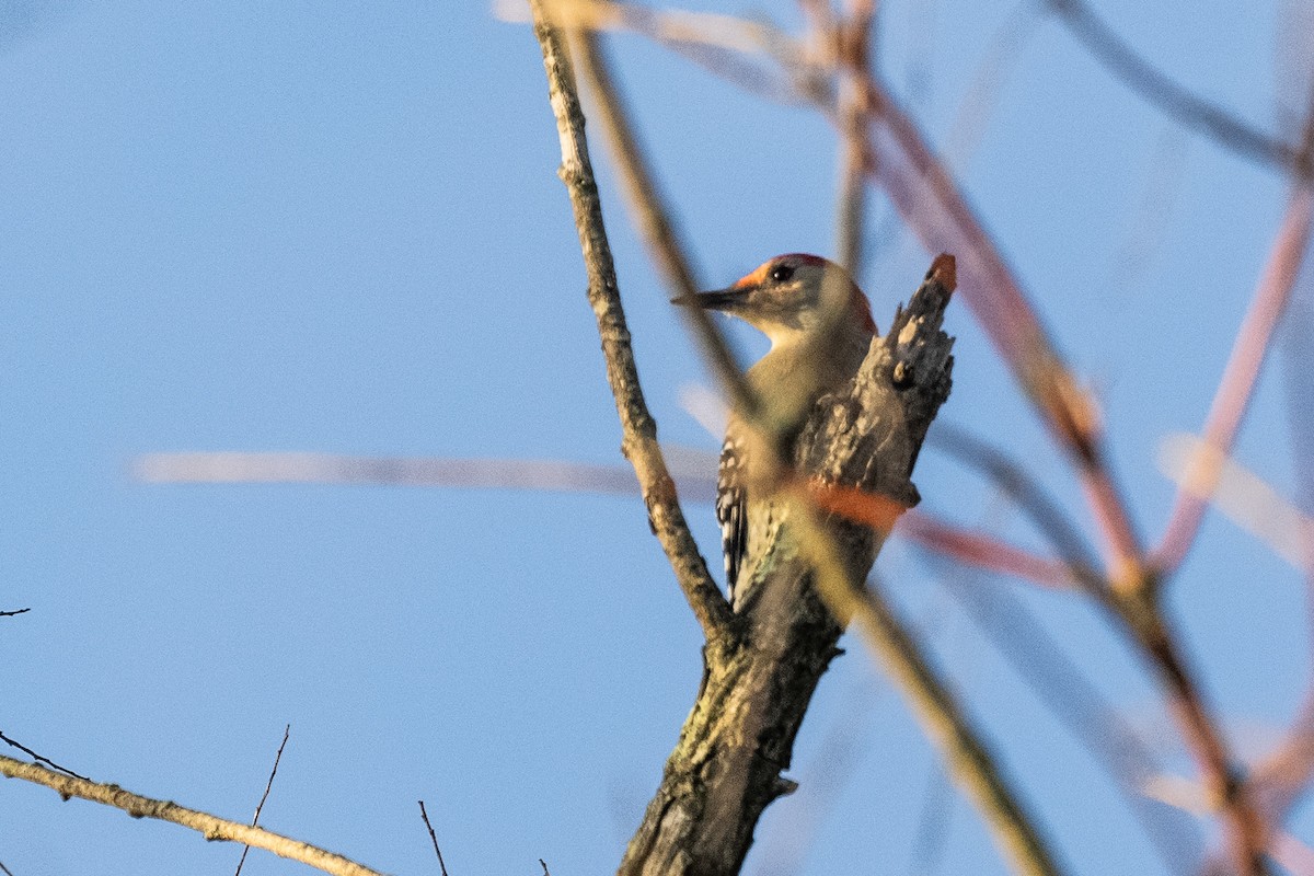 Red-bellied Woodpecker - ML623909875