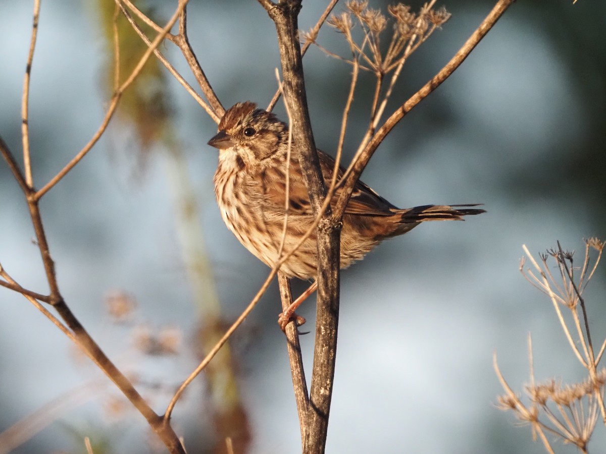 Song Sparrow - ML623909878