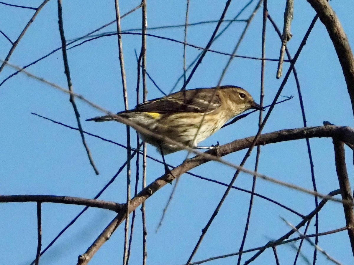 Yellow-rumped Warbler - ML623909889