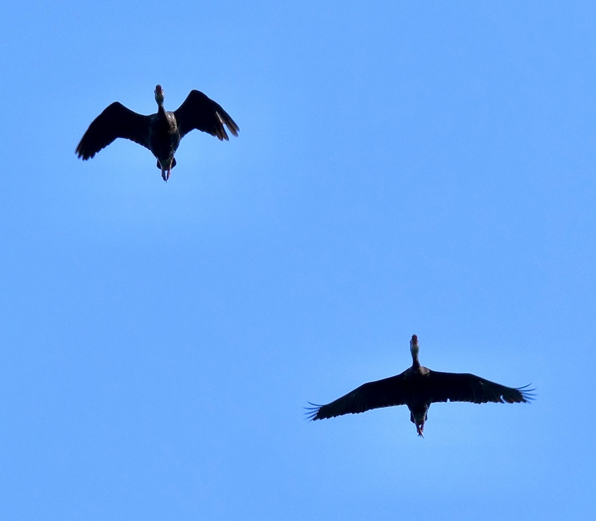 Black-bellied Whistling-Duck - ML623909892