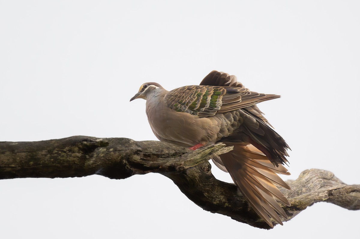 Common Bronzewing - ML623909894