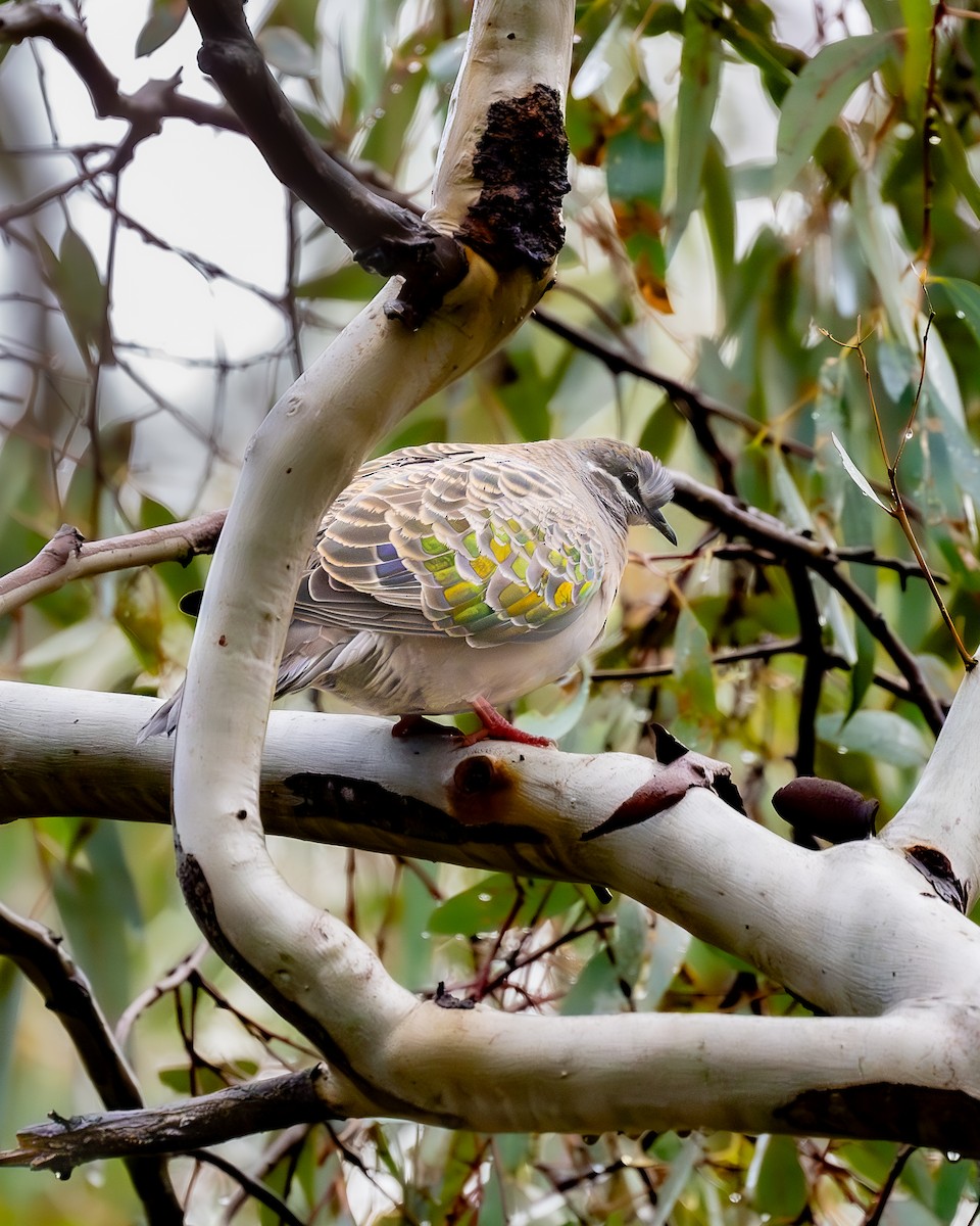 Common Bronzewing - ML623909895