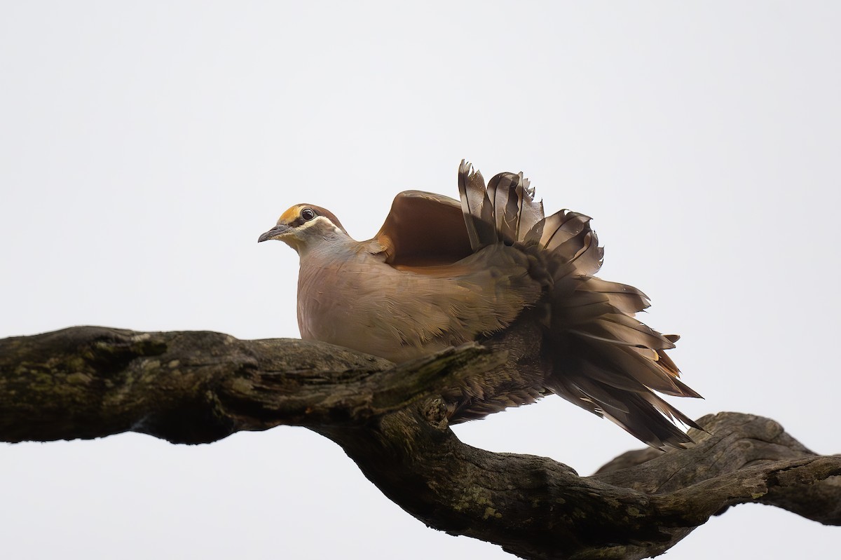 Common Bronzewing - ML623909896