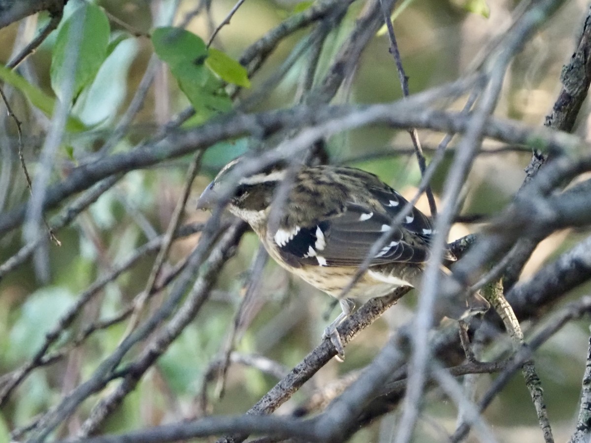 Rose-breasted Grosbeak - ML623909897