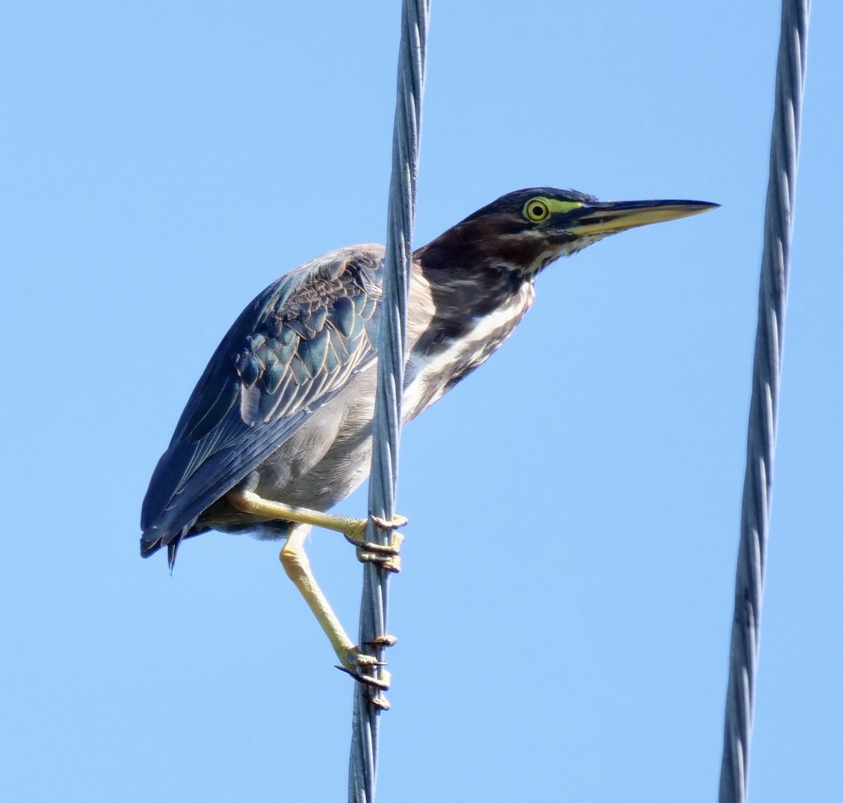 Green Heron - ML623909900