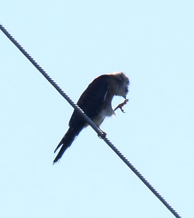 American Kestrel - ML623909905