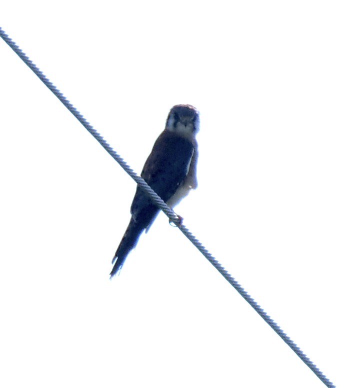 American Kestrel - ML623909906