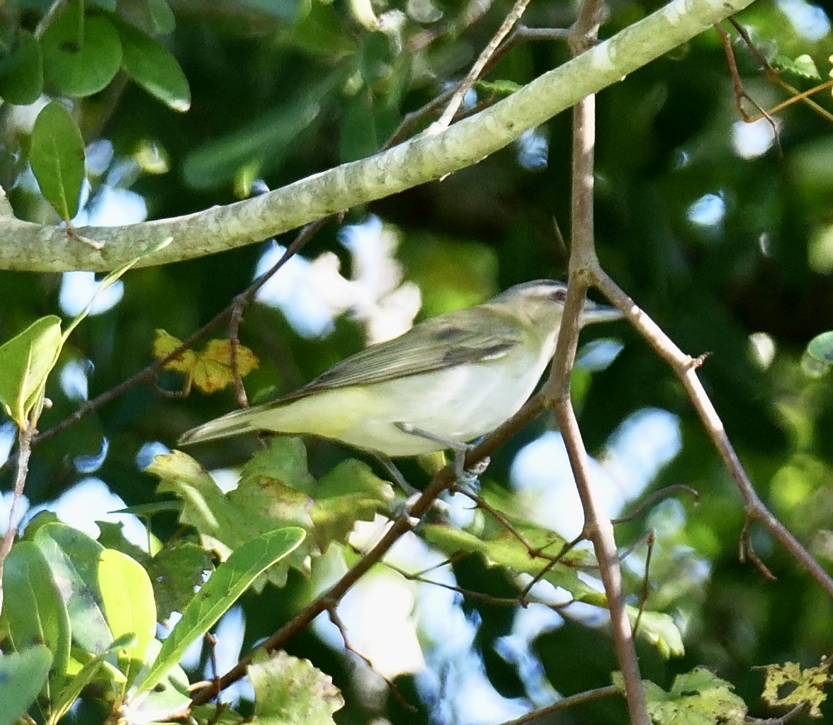 Red-eyed Vireo - ML623909909