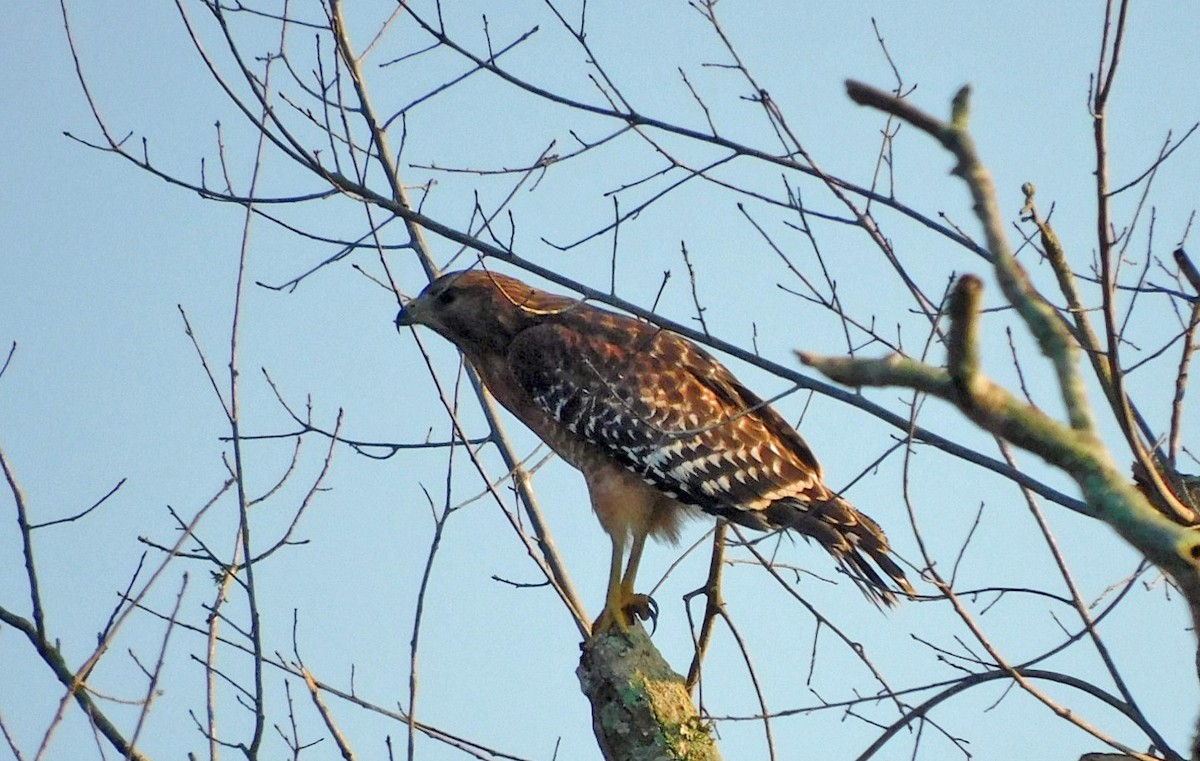 Rotschulterbussard - ML623909919